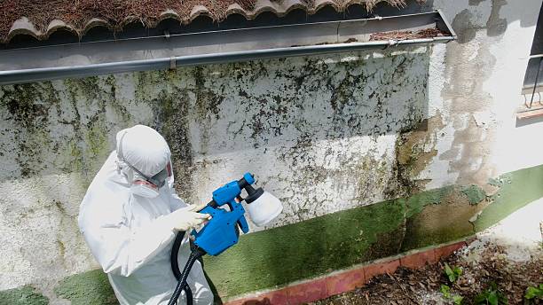 Trusted Attic Mold Removal service in Battletown, KY - Cheap Mold Removal